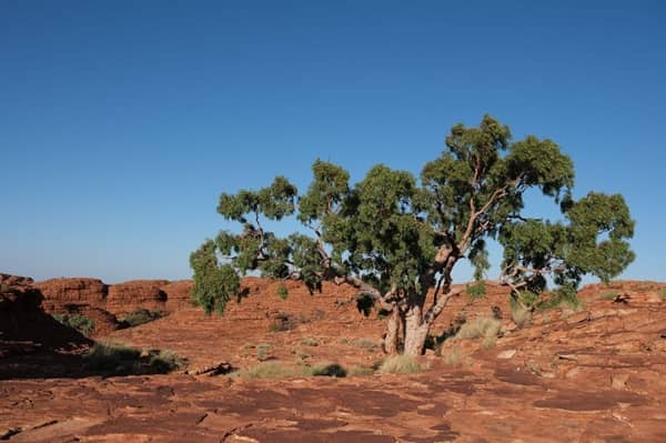 Under the Outback Stars, Tourism Sustainability Gets Real