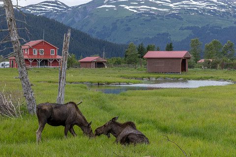 1 Moose in AWCC Habitat