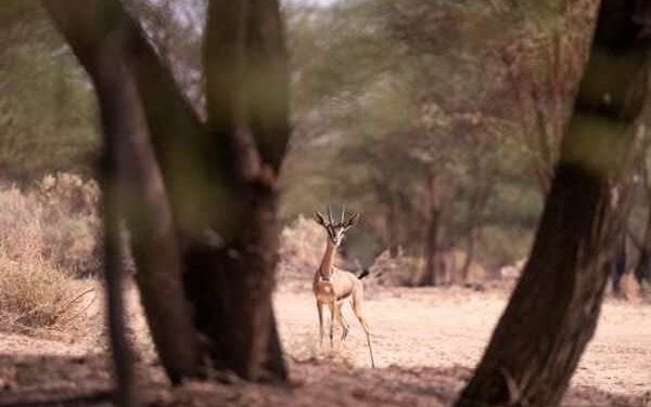 AlUla Leads Middle East with EarthRanger Conservation Tech