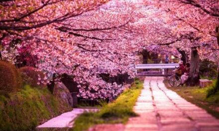 Wendy Wu Tours Unveils Exclusive 2026 Japan Cherry Blossom Deals