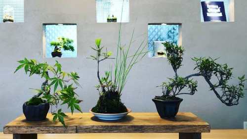 Discover Kawaguchi’s 400-Year Bonsai and Wabi-Sabi Healing