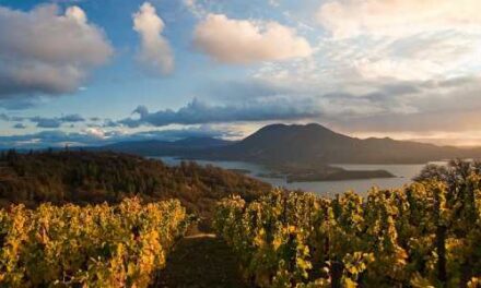 Brassfield Estate Winery Caps 2025 With Strong Sales Growth