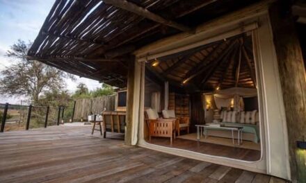 Lion Camp’s 2025 Test: Drought, Awards and Strategy