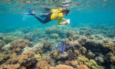 Great Barrier Reef Campaigns Win for Global Travel Impact
