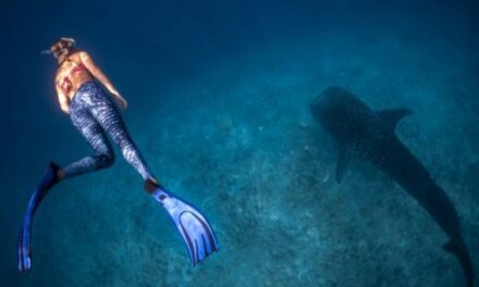 Dive Deep: Swan Hellenic’s Raja Ampat 2026–27 Revealed