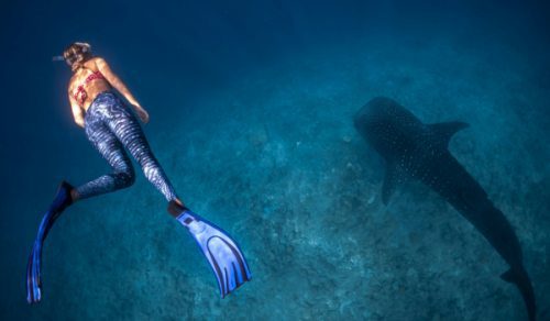 Dive Deep: Swan Hellenic’s Raja Ampat 2026–27 Revealed