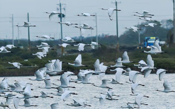 Black-faced Spoonbill (Image source Southwest Coast National Scenic Area Headquarters)