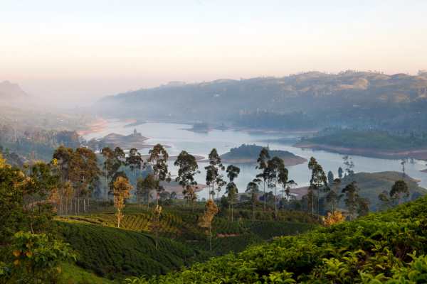 Lunar New Year Shines at Resplendent Ceylon