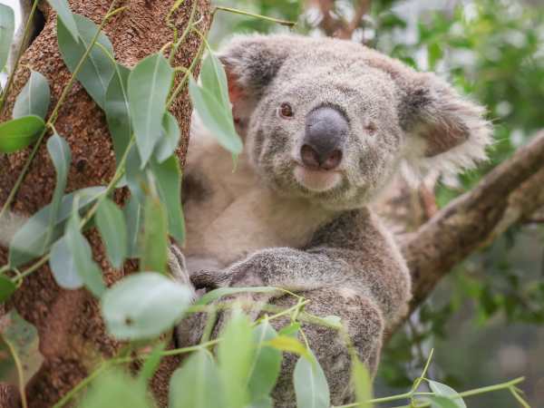 Injured Koala’s Miracle Recovery at Australia Zoo