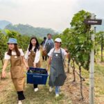 GranMonte Harvest Season 2026 Returns to Khao Yai