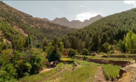 Just You Plants Seeds with Trade-Led Tree Drive