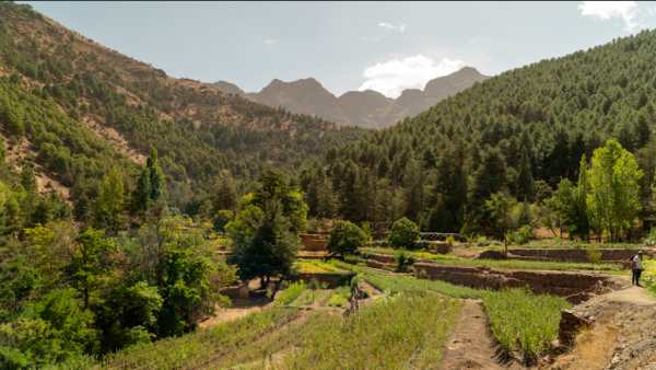 Just You Plants Seeds with Trade-Led Tree Drive