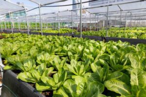 Organic Rooftop Farm (12)