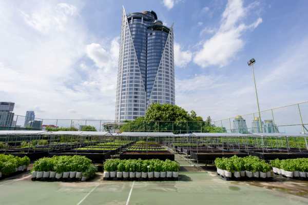 From Rooftop Farm to Table: Mill & Co’s Fresh Produce Basket