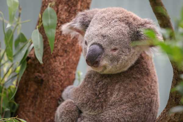 Photos and footage of Flower the koala, and video interview with Dr. Ludo Valenza