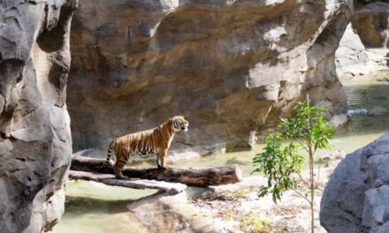 Rainforest Wild Asia Opens 12 March 2025