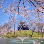 Japan Cherry Blossoms Beyond Mt Fuji Crowds Bloom