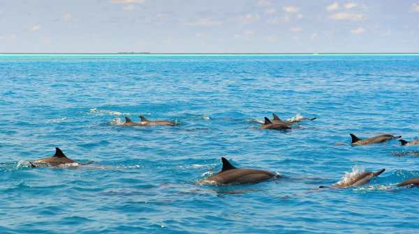 The waters surrounding RAH GILI MALDIVES are home to a resident dolphin population.