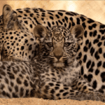 AlUla Champions Eco-Tourism with Leopard Drive