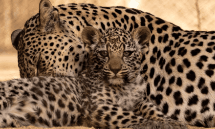 AlUla Champions Eco-Tourism with Leopard Drive