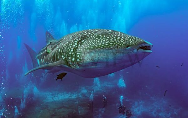 Galapagos Shark Diving Funds Research & Names Whale Shark