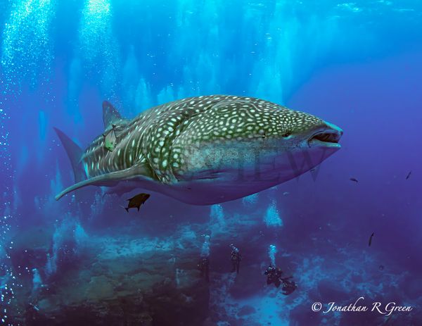 Galapagos Shark Diving Funds Research & Names Whale Shark