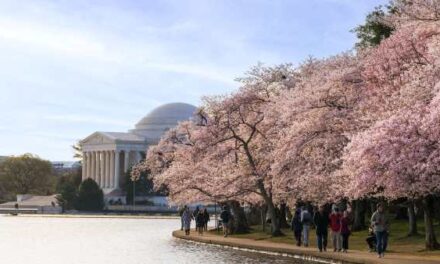 Washington, DC in Bloom: Spring Shines Bright