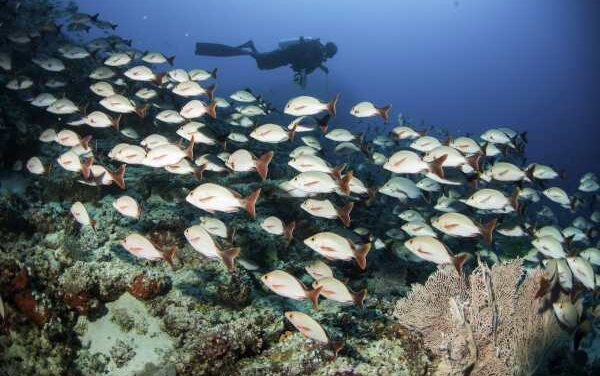 Centara Unveils Immersive Asia Travel Experiences