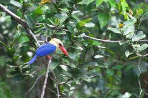 Borneo is rich in flora and fauna.