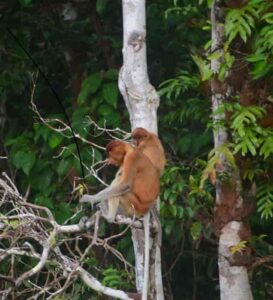Borneo's forests are home to many species of plants and animals.