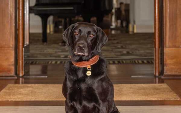 AFP Hero Dog Pixel Retires to Luxury at Hyatt Canberra