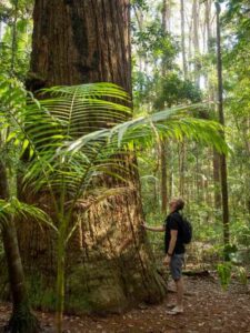 K'gari-Rainforest - Lisa Michele Burns (@_thewanderinglens) - 2021 2 lo res