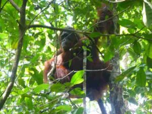 Orangutan in the forest at Camp Leakey