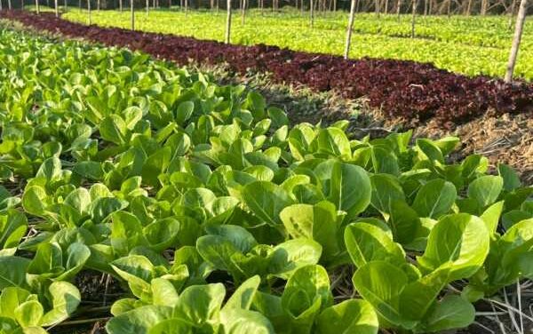 Farm-to-Table Feast at Roukh Kiri Khaoyai