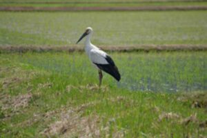 Oriental White Stork and Toshima Wetland