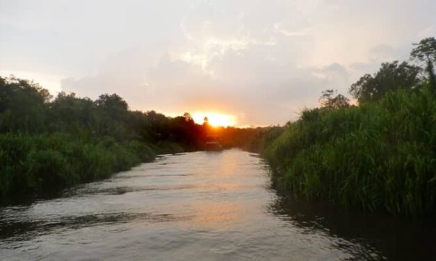 Luxury Borneo Expedition with Pearl: Orangutan Encounters