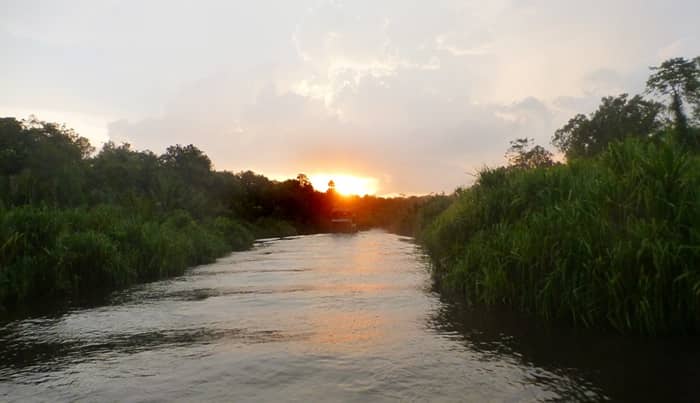 Luxury Borneo Expedition with Pearl: Orangutan Encounters