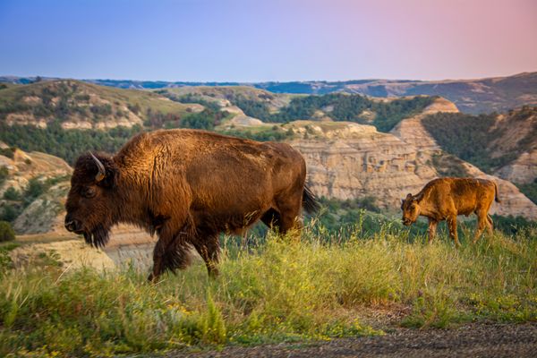 North Dakota Springs Alive with Big Game & Eagles