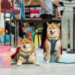 Lisboeta Macau Hosts Dog-Friendly Movie Nights