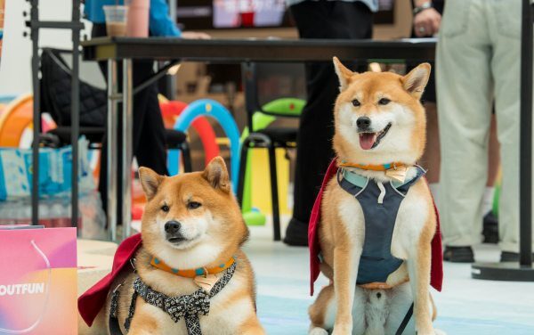 Lisboeta Macau Hosts Dog-Friendly Movie Nights
