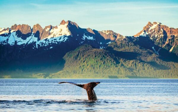 Holland America Elevates Alaska Season
