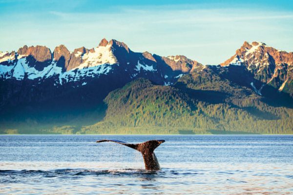 Holland America Elevates Alaska Season