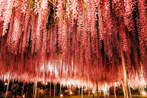 Ashikaga Flower Park's Great Wisteria Festival 2026 2