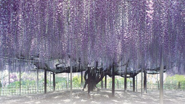 Ashikaga Wisteria Festival 2026 Blooms Again