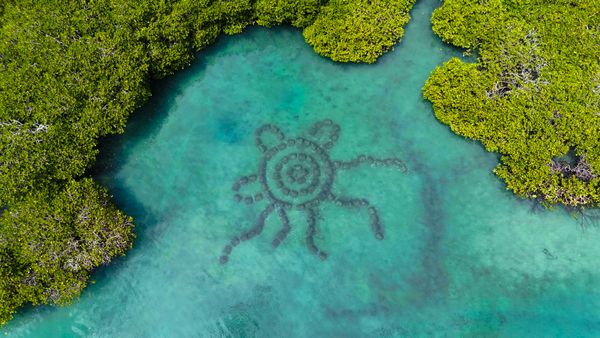 Oyster Reef Revival Blends Culture, Science at Woppa