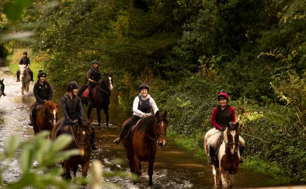 Ireland’s Horse Country: From Stud Farms to Saddles