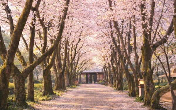 Nami Island: Korea’s Must-Visit K-Tourism Gem