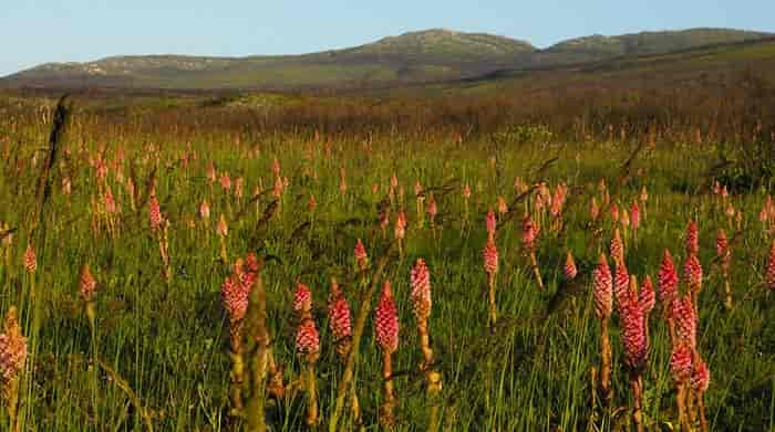 Grootbos Superbloom Turns Fire Into Floral Gold