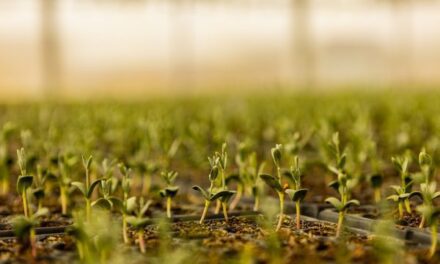 AlUla Plants 1M Natives to Power Green Tourism