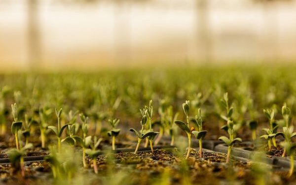 AlUla Plants 1M Natives to Power Green Tourism